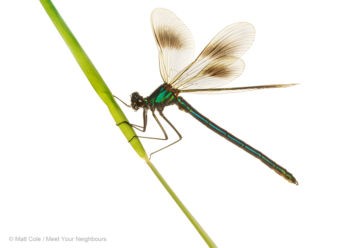 MYN Banded Demoiselle male 1